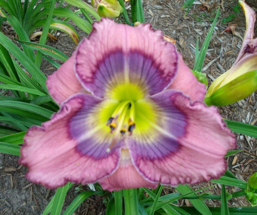 Daylily (Hemerocallis 'Painted Butterfly') in the Daylilies Database