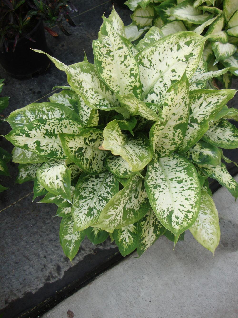 Dieffenbachias Plant Care and Collection of Varieties