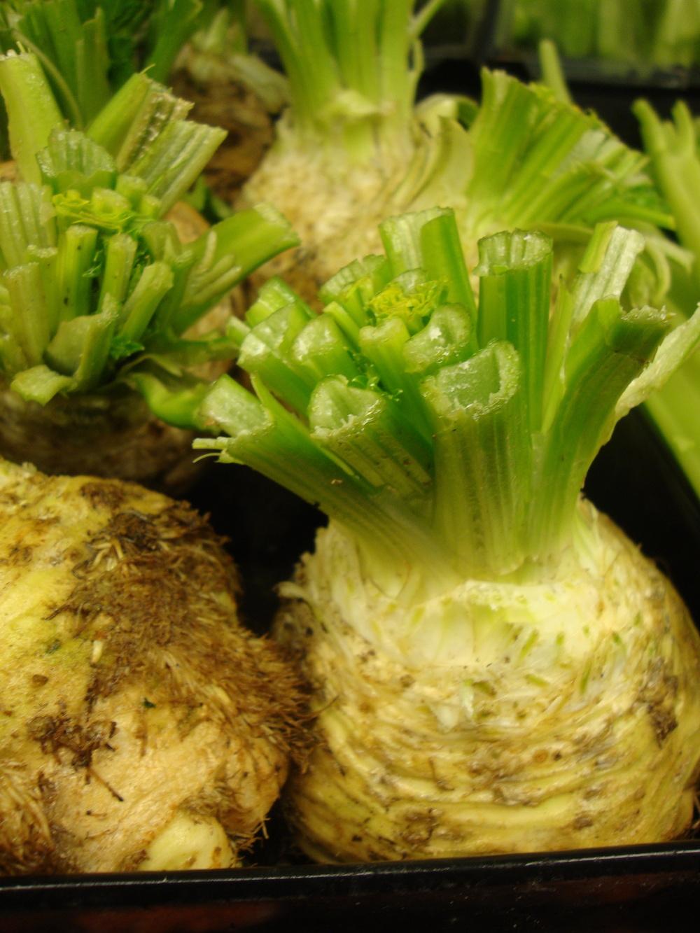 Celeries: Plant Care and Collection of Varieties - Garden.org