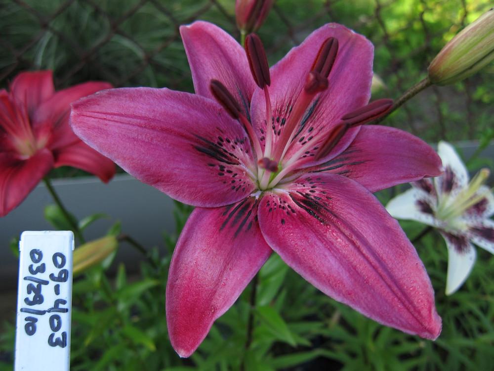pink red brushmark tango lily seedlings photos in the Lilies forum