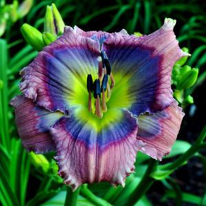 Photo courtesy of Floyd Cove Nursery