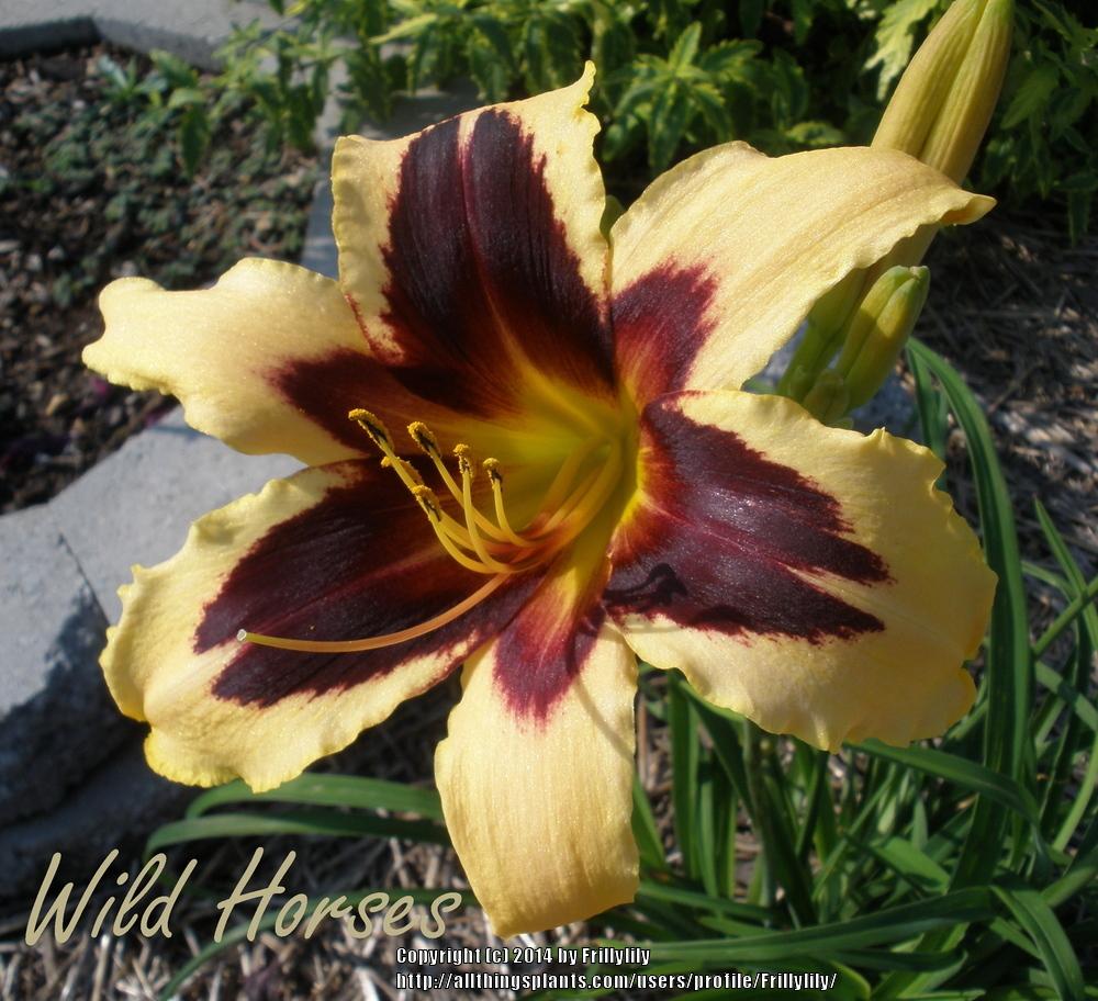 Photo of the bloom of Daylily (Hemerocallis 'Wild Horses') posted by