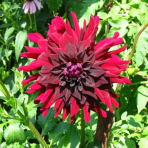 Dahlia ‘Lover Boy’ in the Dahlias Database - Garden.org