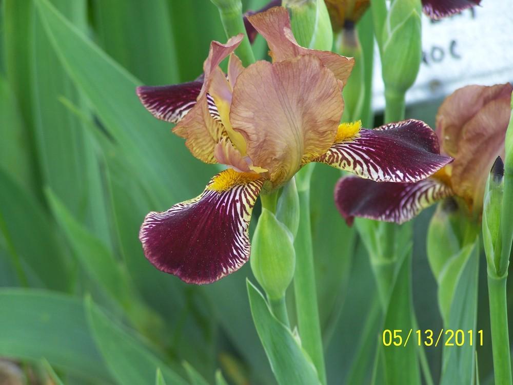 Miniature Tall Bearded Iris (Iris 'Petit Louvois') in the Irises