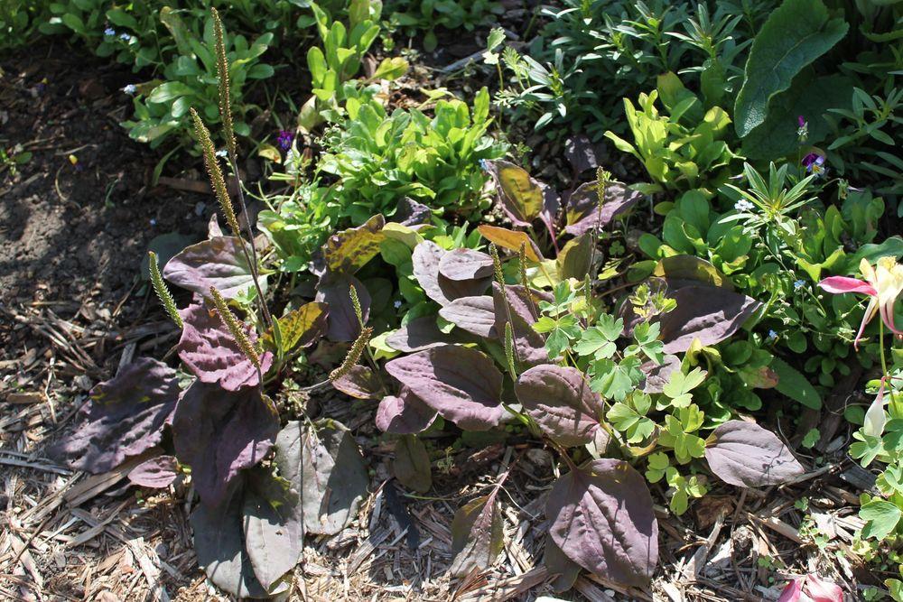 Breitwegerich "Purple Perversion" (Plantago Major) – Samen - Foto 7