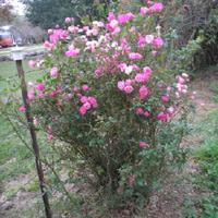 Archduke Roses Rose (Rosa 'Archduke Charles') in the Roses Database - Garden.org