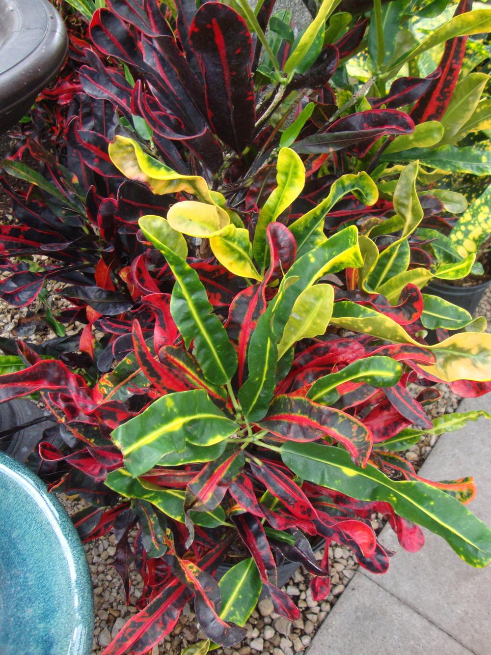 Photo of the entire plant of Croton (Codiaeum variegatum 'Pictum ...