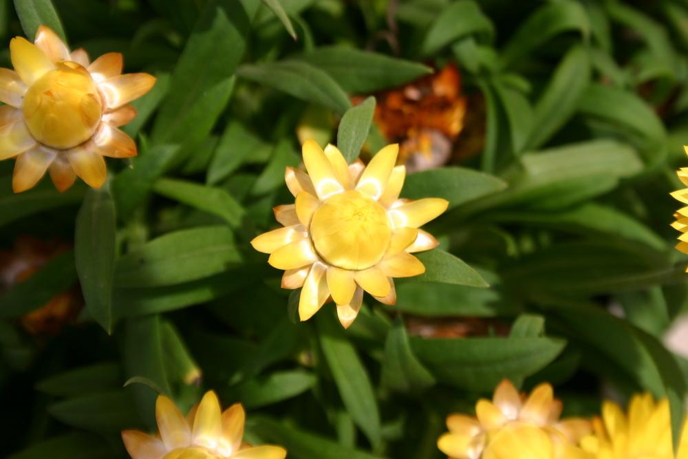 Photo of the closeup of buds, sepals and receptacles of Strawflower