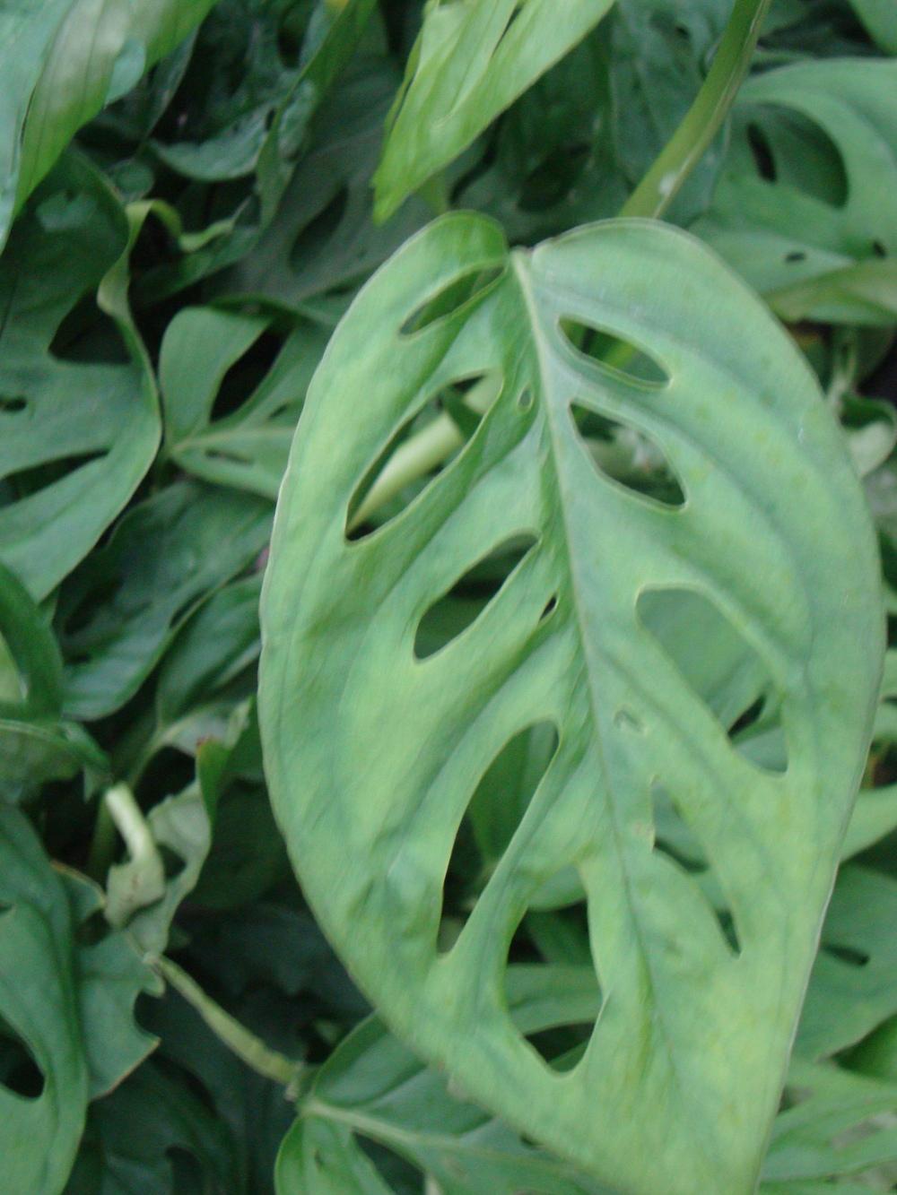 Photo of the leaves of Swiss Cheese Plant (Monstera obliqua