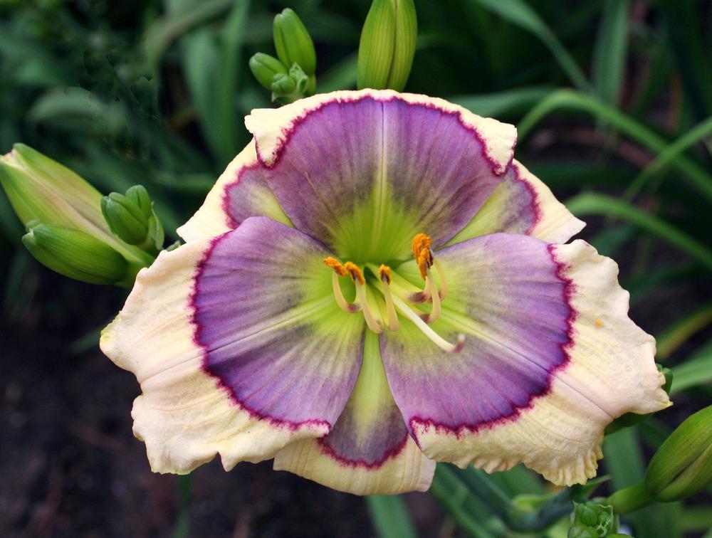 Daylily (Hemerocallis 'Blue Oasis') in the Daylilies Database