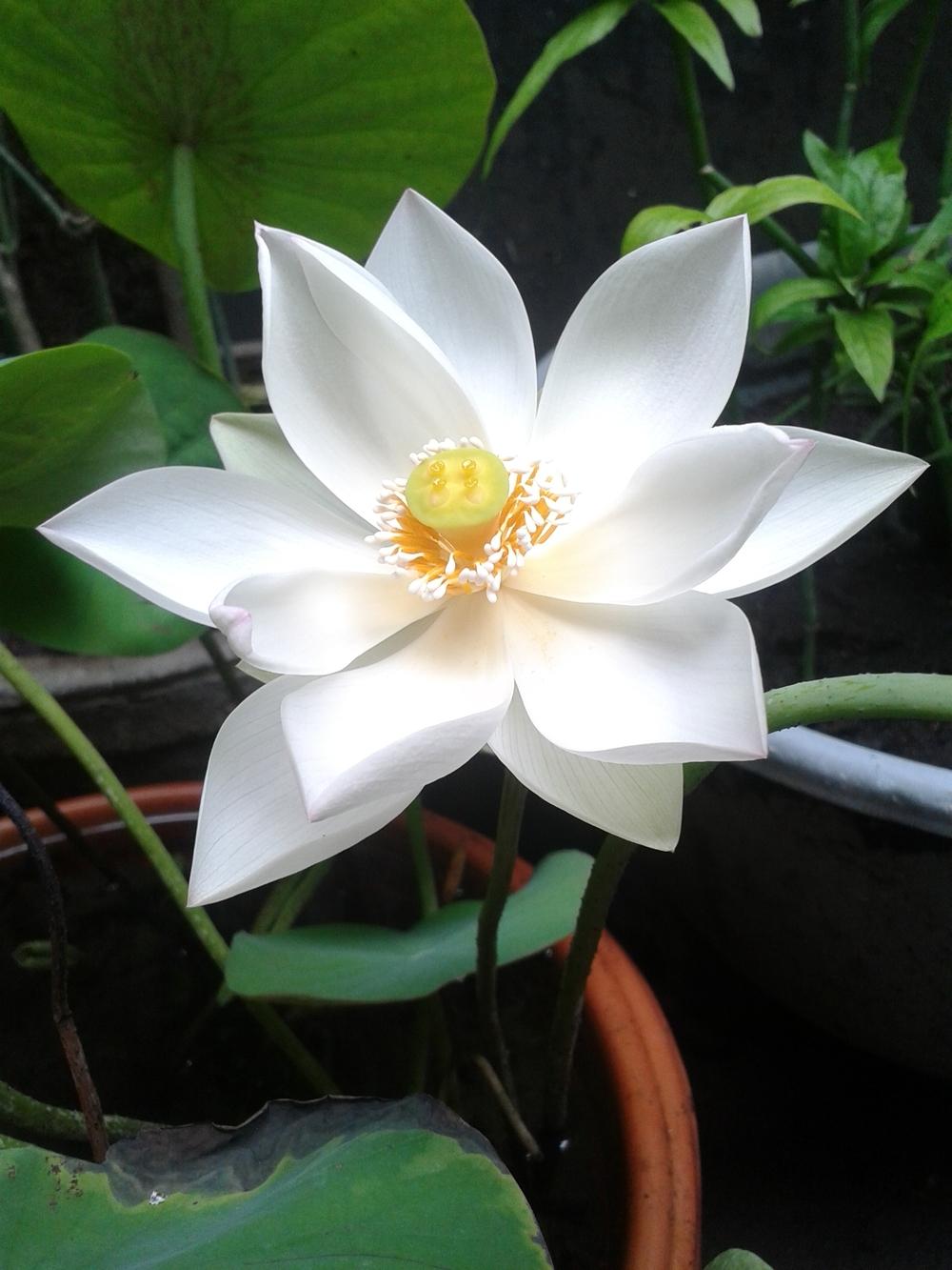 Lotus (Nelumbo nucifera 'Baby Doll') in the Lotuses Database