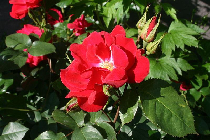 Rose (Rosa 'Olala') in the Roses Database - Garden.org