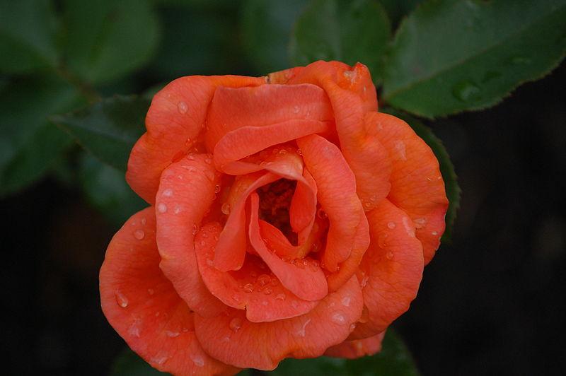 Rose (Rosa 'Bengali') in the Roses Database