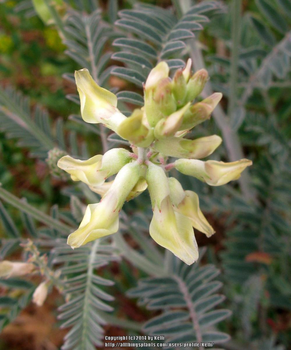 Southern California Locoweed (Astragalus trichopodus var. lonchus) in