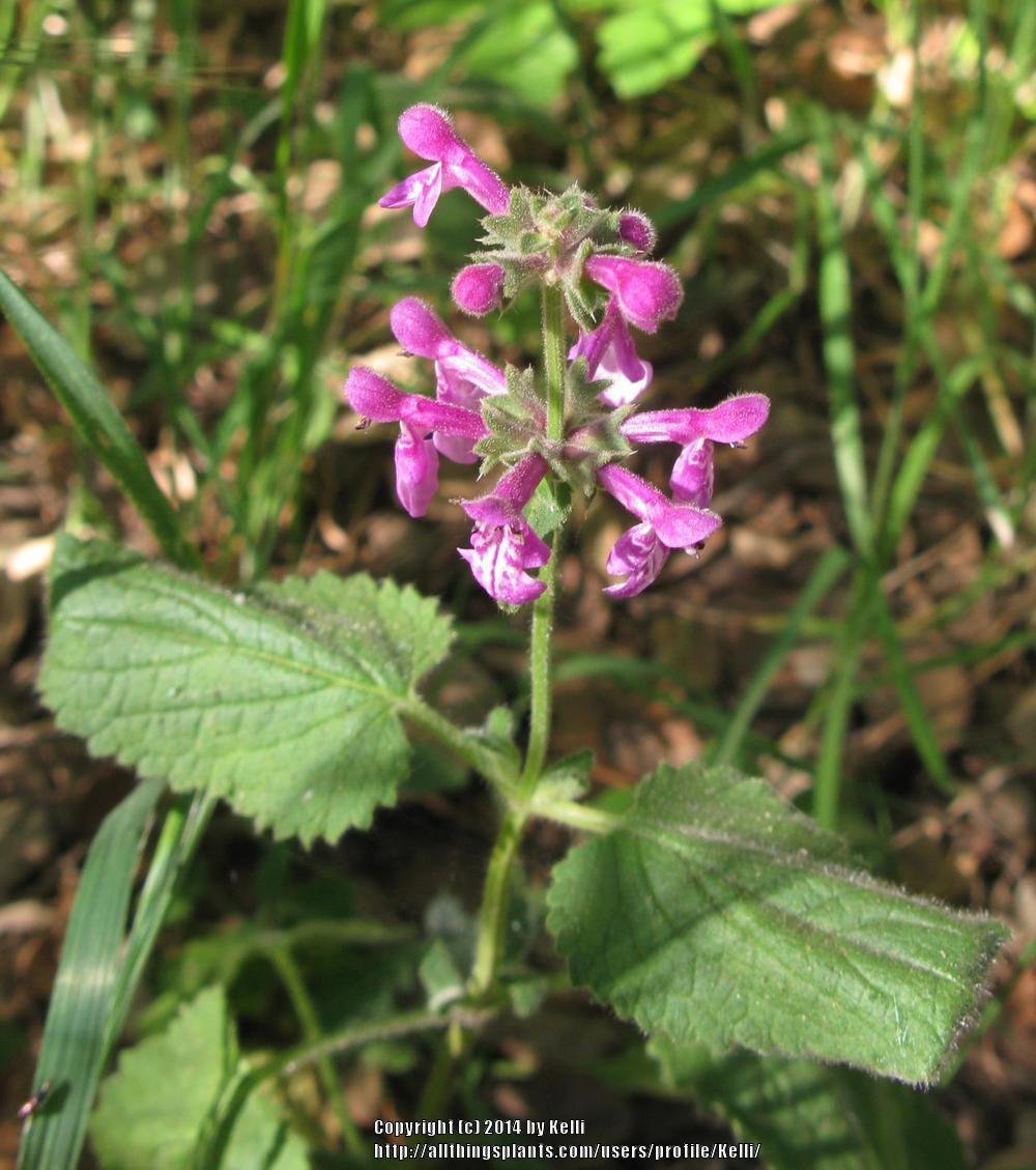 Photo of the bloom of Hedge Nettle (Stachys bullata) posted by Kelli