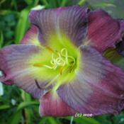 Location: Koeln,  GermanyDate: 2011