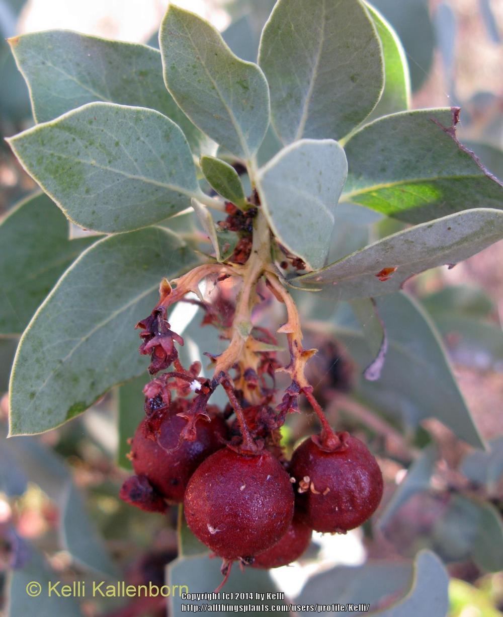 Manzanita Tree Fruit Fruit Trees