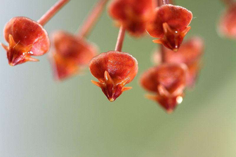 Wax Plant (Hoya loheri) in the Hoyas Database