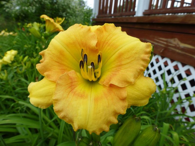 Daylily (Hemerocallis 'Coyote Moon') in the Daylilies Database - Garden.org