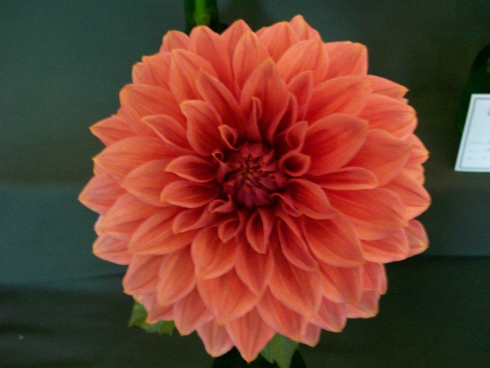Dahlia &lsquo;Christie Houston&rsquo; in the Dahlias Database - Garden.org