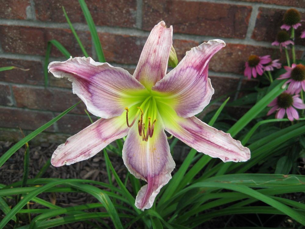 Photo of the bloom of Daylily (Hemerocallis 'Kickin Chicken') posted by