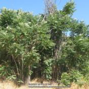 Location: Upper Las Virgenes Open Space Preserve, CaliforniaDate: 2009-08-08
