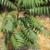 Location: Upper Las Virgenes Open Space Preserve, CaliforniaDate: 2009-08-08