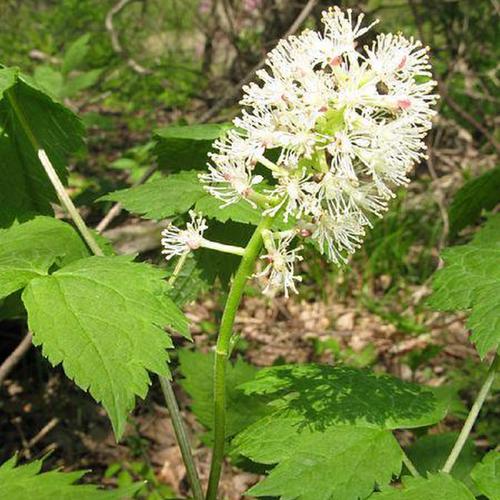 Baneberry (Actaea asiatica)