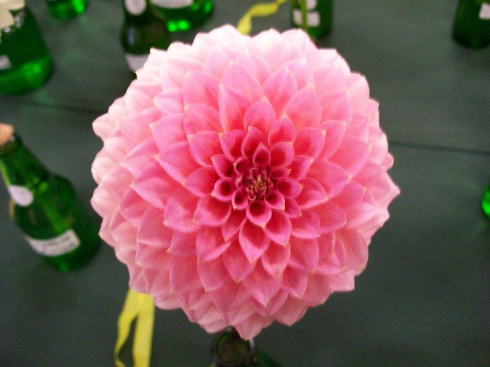 Photo of the bloom of Dahlia &lsquo;Hillier Tanunda&rsquo; posted by gwhizz