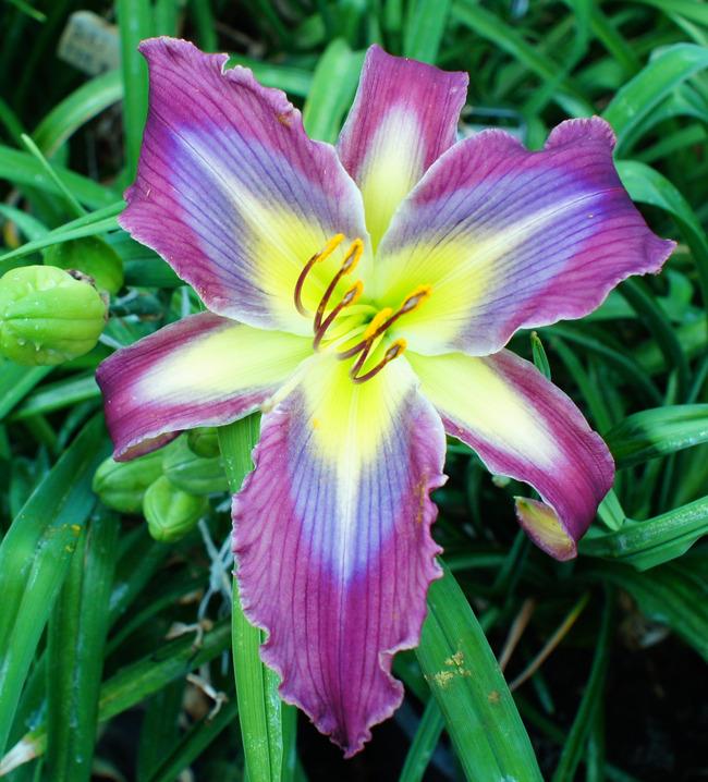 Daylily (Hemerocallis 'Heavenly Blue Butterfly') in the Daylilies