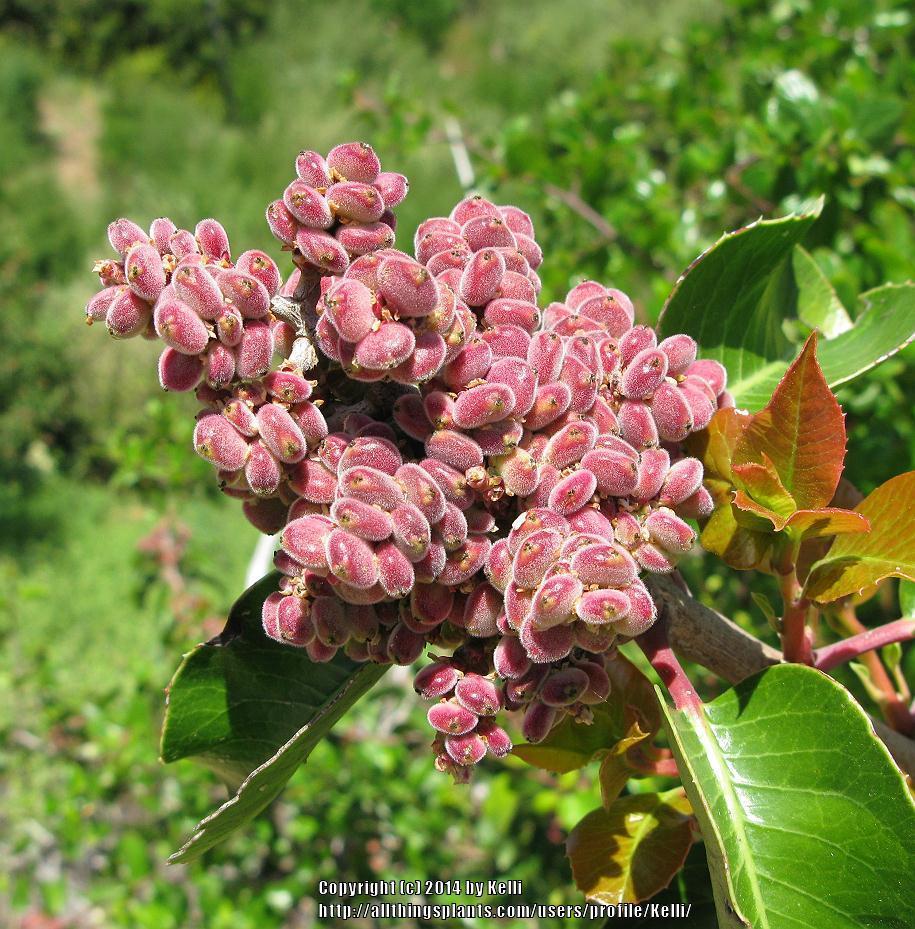 Photo of the fruit of Sugar Bush (Rhus ovata) posted by Kelli