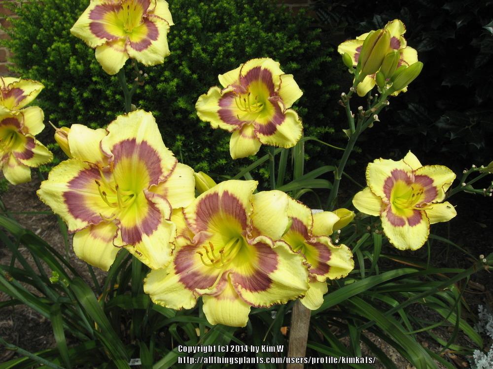 Photo of the bloom of Daylily (Hemerocallis 'Forever in Love') posted