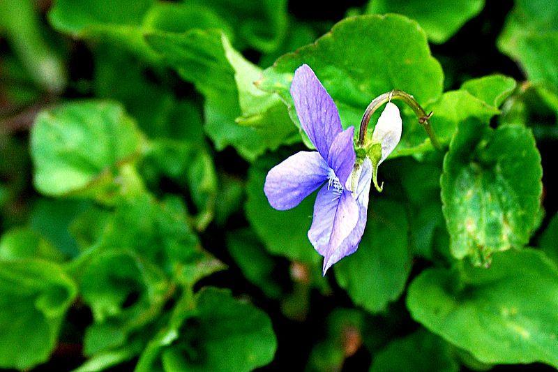 Early Dog Violet (Viola reichenbachiana) in the Violas Database