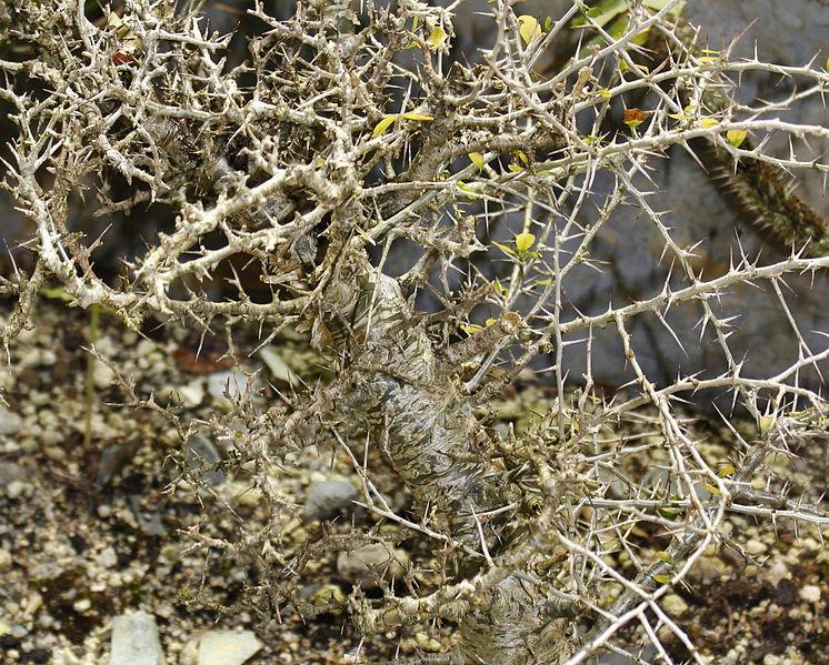 Commiphora simplicifolia