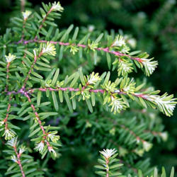 Location: Akureyri Botanical Gardens
credit: Hedwig Storch