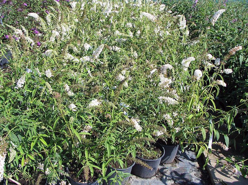 Butterfly Bush (Buddleja davidii 'White Bouquet') in the Butterfly