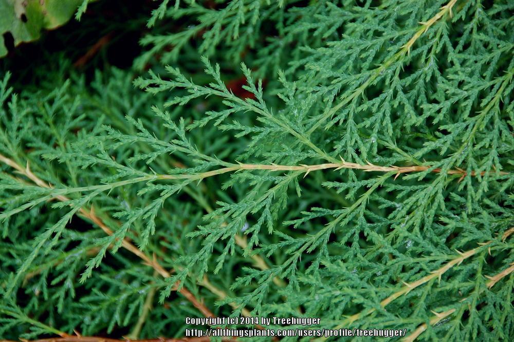 Siberian Cypress (Microbiota decussata)