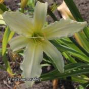 Photo Courtesy of Fairyscape Daylilies. Used with Permission.