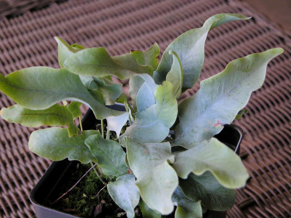Crested Bear's Paw Fern (Phlebodium aureum 'Mandaianum')