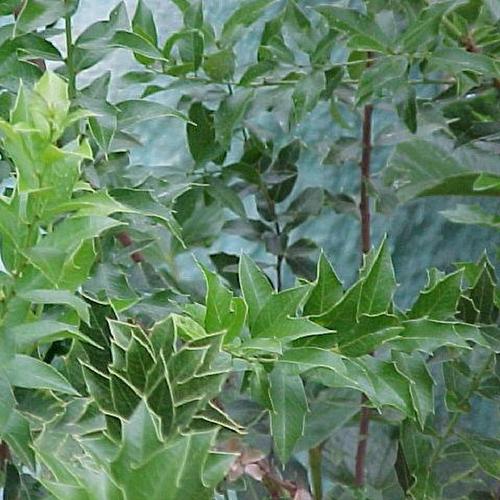 Tisane Estomac Espinheira Santa (Maytenus Ilicifolia) - 50 G Bio - DuVouga, Portugal