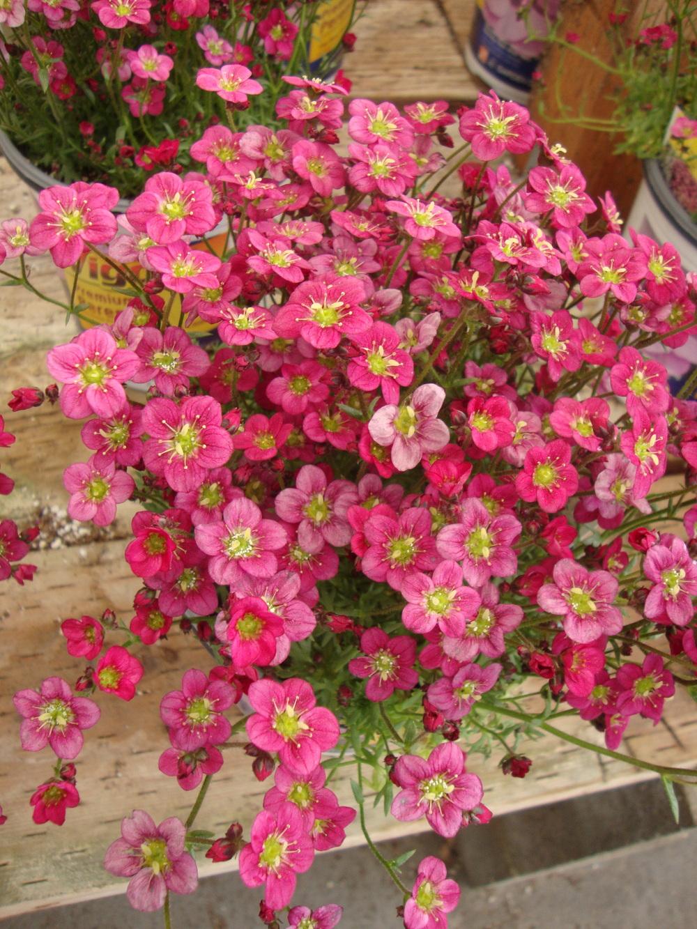 Photo of the entire plant of Mossy Rockfoil (Saxifraga Touran™ Deep Red