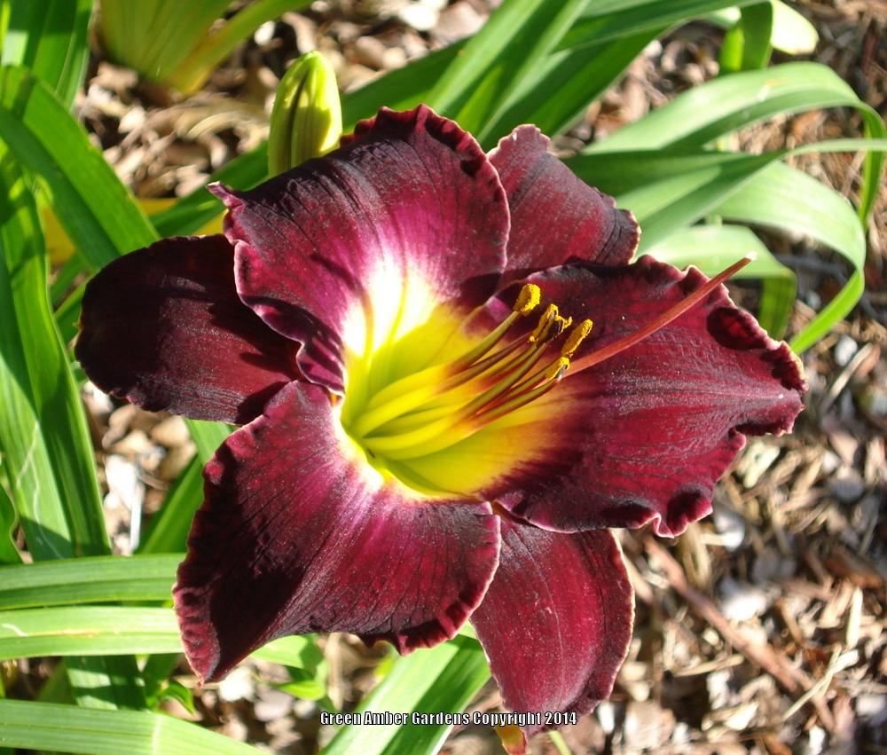 Daylilies CAN bloom in dark shade! in the Daylilies forum
