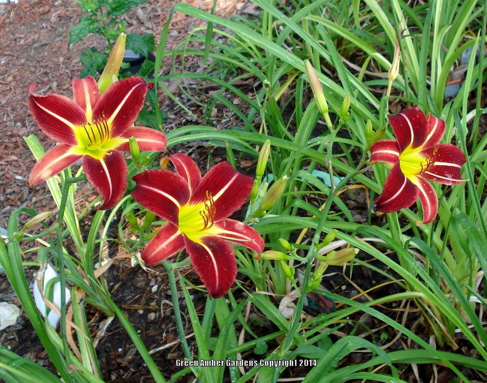 Daylilies CAN bloom in dark shade! in the Daylilies forum