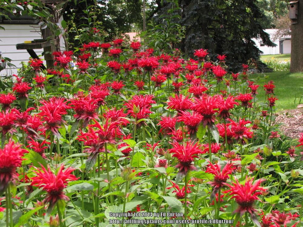 Photo Of The Bloom Of Bee Balm Monarda Didyma Gardenview Scarlet Posted By Edburton Garden Org