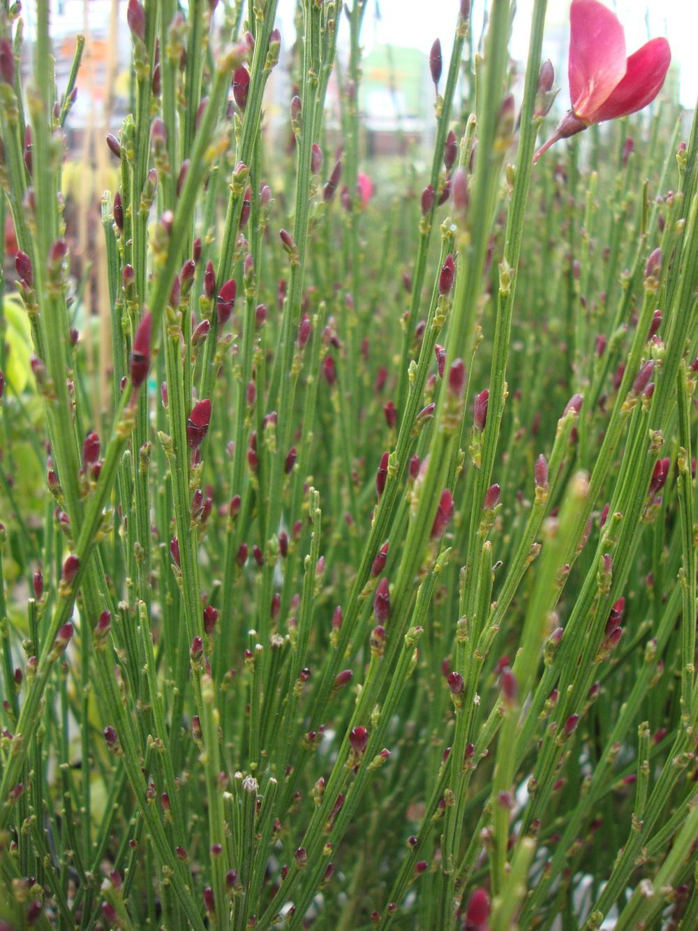 Photo of the leaves of Scotch Broom (Cytisus 'Hollandia') posted by