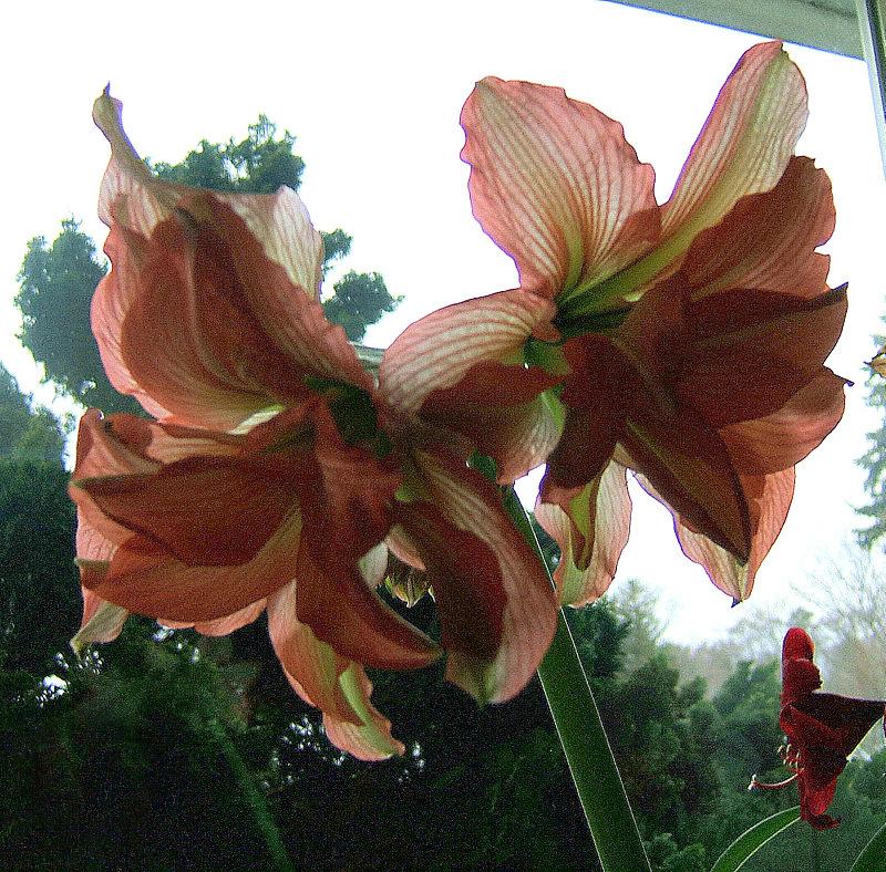 Amaryllis (Hippeastrum 'Zombie') in the Amaryllis Database