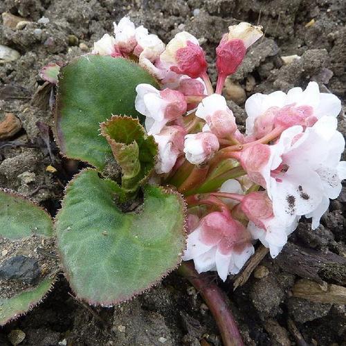 Bergenia pacumbis