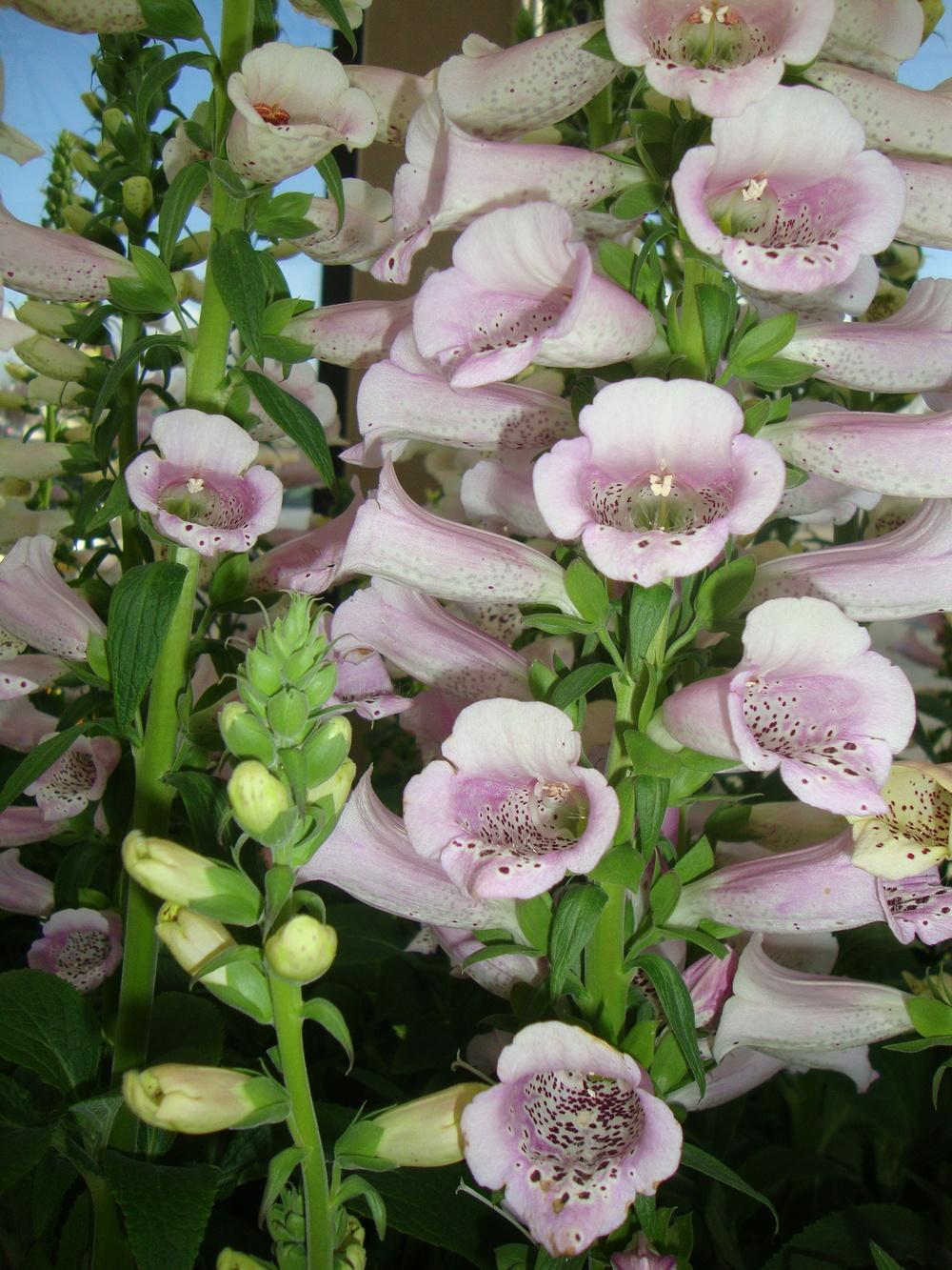 Photo of the bloom of Foxglove (Digitalis purpurea Camelot™ Lavender