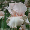 Photo courtesy of Stout Gardens
