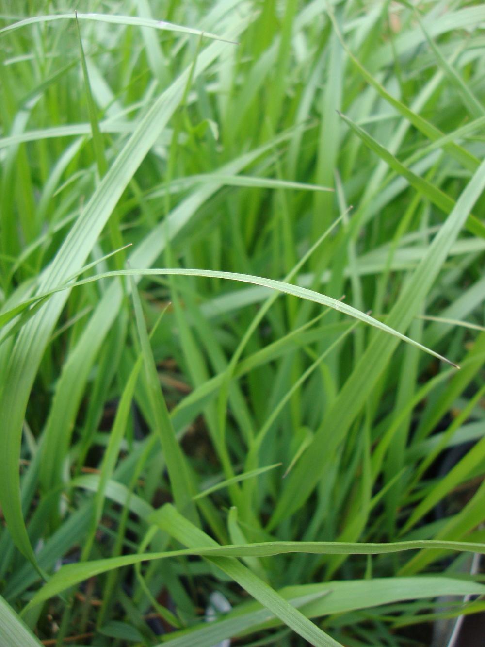 Photo of the leaves of Feather Reed Grass (Calamagrostis x acutiflora